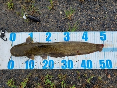 マナマズの釣果