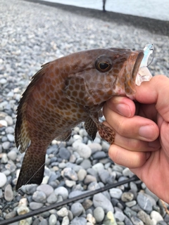 オオモンハタの釣果