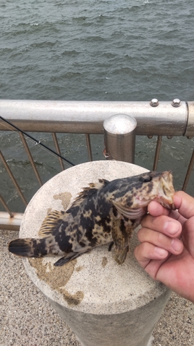 タケノコメバルの釣果