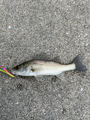 ハネ（マルスズキ）の釣果