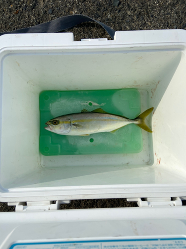 ワカシの釣果