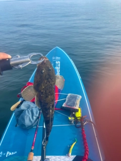 マゴチの釣果