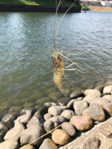 テナガエビの釣果