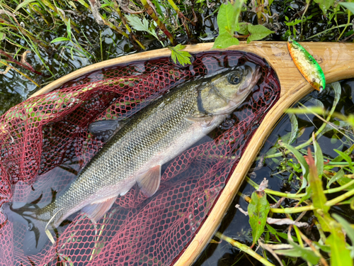 ウグイの釣果