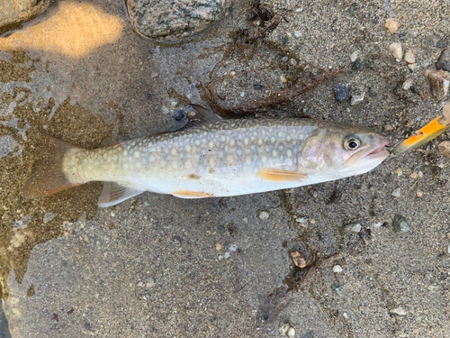 イワナの釣果