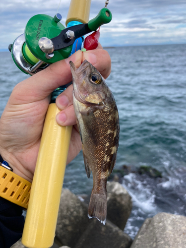 エゾメバルの釣果