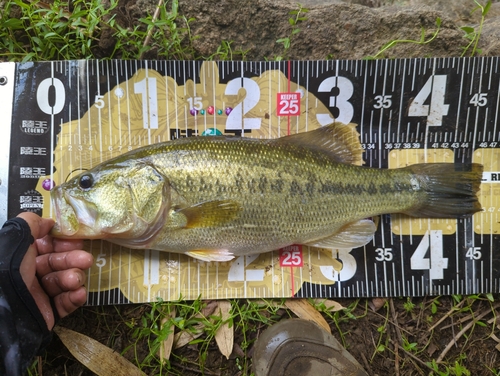 ブラックバスの釣果