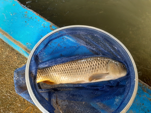 コイの釣果