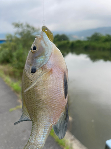 ブルーギルの釣果