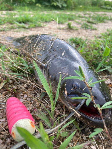 ナマズの釣果