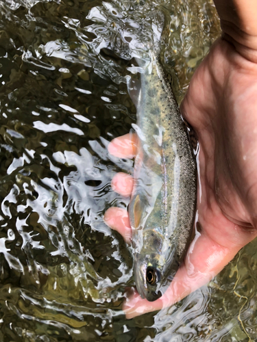 ヤマメの釣果