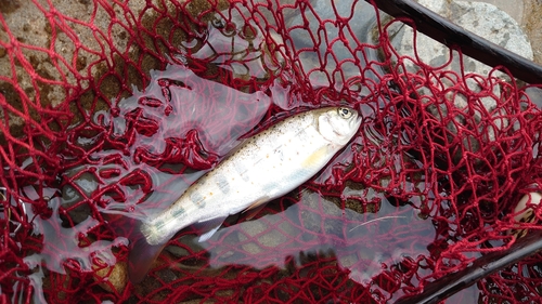 アマゴの釣果