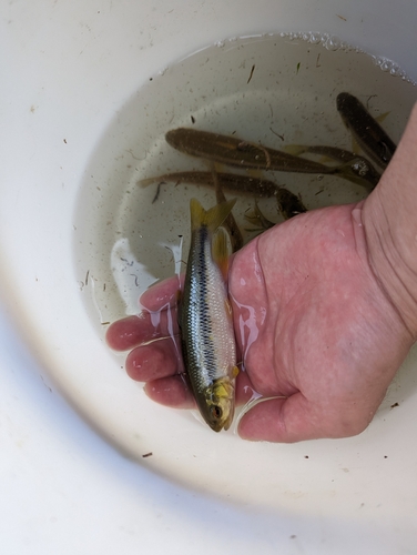 タカハヤの釣果