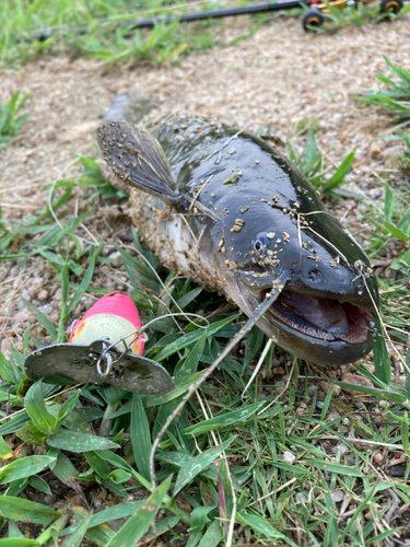 ナマズの釣果