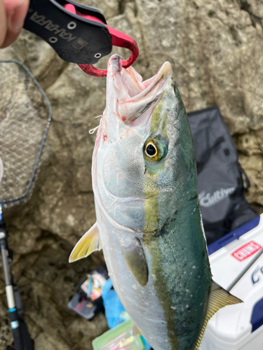 ハマチの釣果