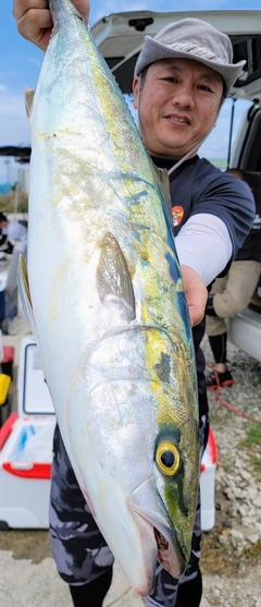 ワラサの釣果