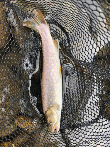 イワナの釣果