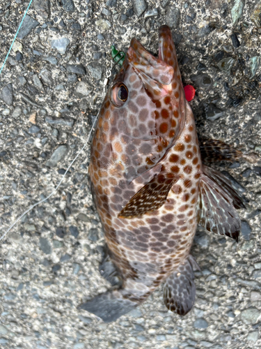 オオモンハタの釣果