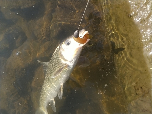 ニゴイの釣果