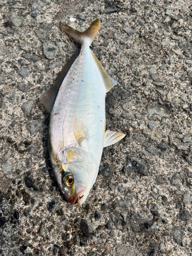 ショゴの釣果