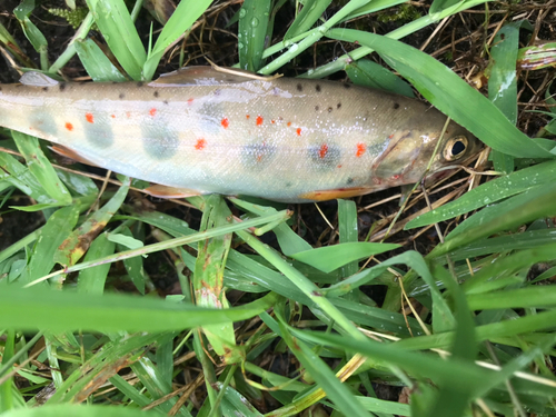 アマゴの釣果