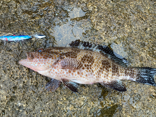 オオモンハタの釣果