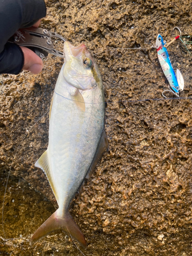 シオの釣果