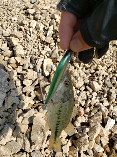 ブラックバスの釣果