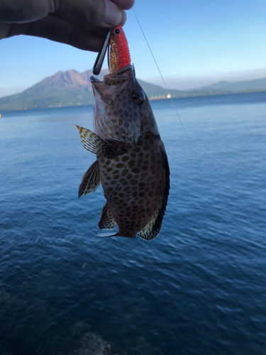 オオモンハタの釣果