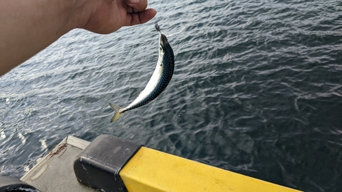 サバの釣果