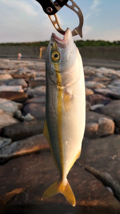 ワカシの釣果