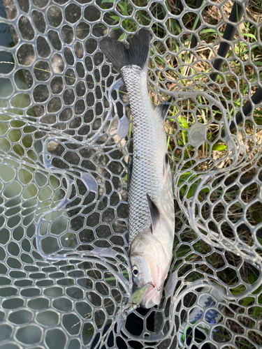 ニゴイの釣果