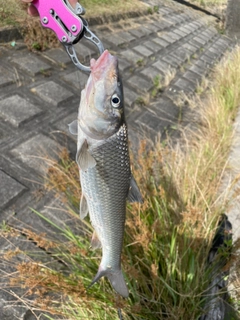 ニゴイの釣果