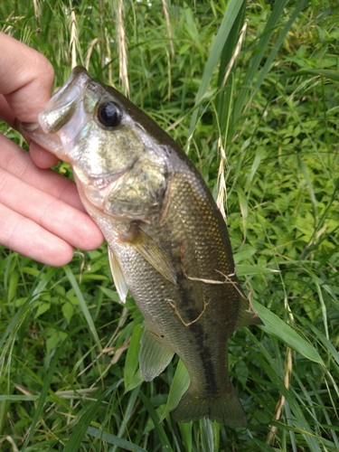 ラージマウスバスの釣果