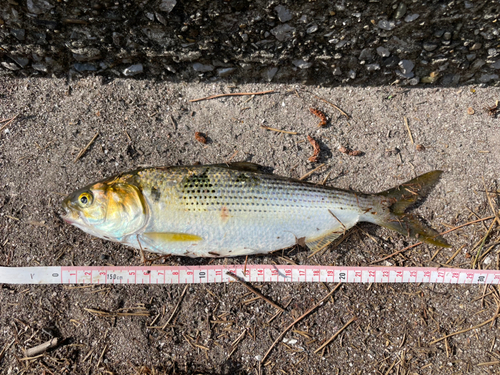 コノシロの釣果