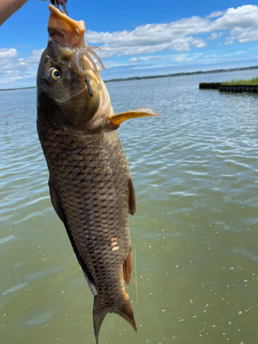 コイの釣果