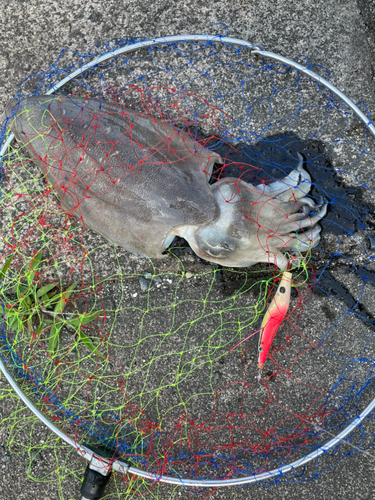 コウイカの釣果