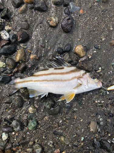 コトヒキの釣果