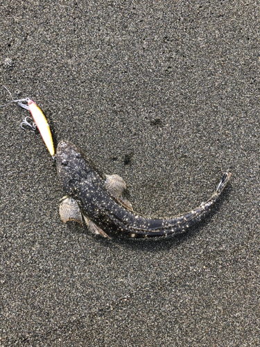 コチの釣果