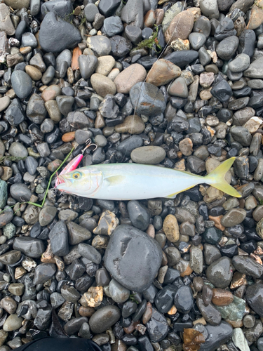 ワカシの釣果