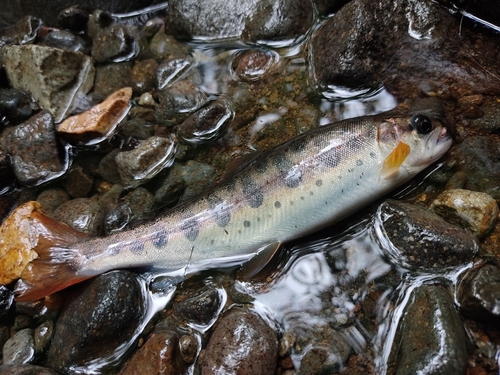 ヤマメの釣果