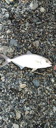 ショゴの釣果