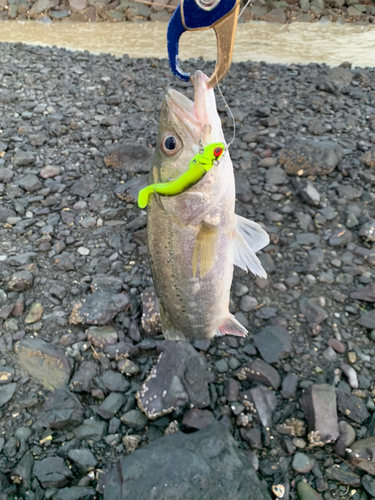 セイゴ（タイリクスズキ）の釣果