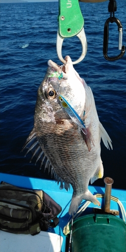 キビレの釣果