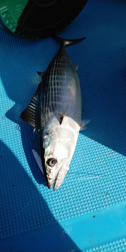 ハガツオの釣果