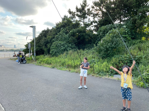 カタクチイワシの釣果