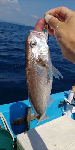 イシモチの釣果