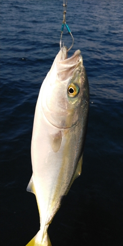 ヤズの釣果