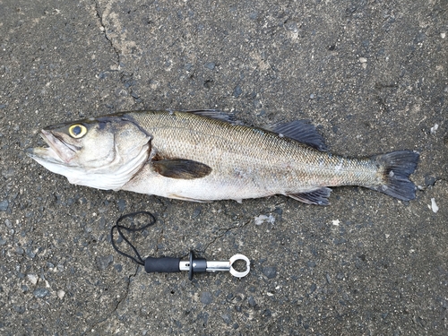 マルスズキの釣果