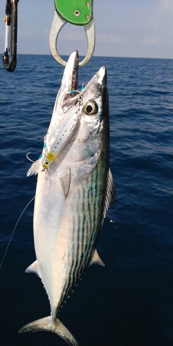 ハガツオの釣果